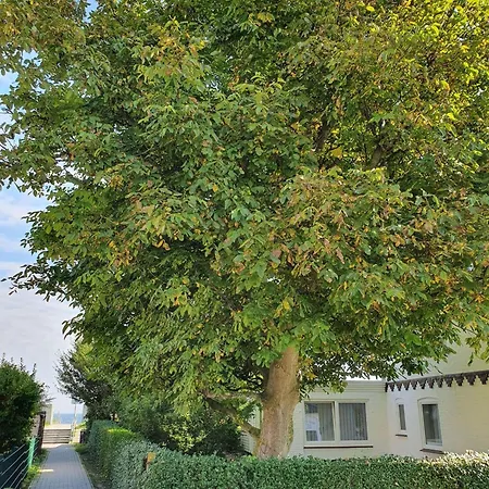 Hagelstein-ii-bernstein Dahme